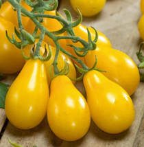 100 Seeds Of Tomato Yellow Pear Cherry Tomato Indeterminate Heirloom Nongmo - £7.84 GBP