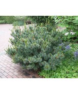 Japanese Stone Pine Pinus Pumila Tree Evergreen Bonsai Heirloom Seeds - $13.00