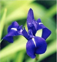 100 Seeds Iris Laevigata Water Iris Kakitsubata Aqua Flower Gardening USA SELLER - £5.01 GBP