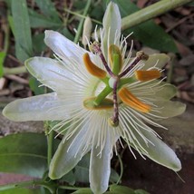 Passiflora Subpeltata White Passion Flower 5 Seeds - £16.05 GBP