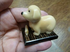 (tn-dog-608) baby DOG puppy TAGUA NUT Figurine Vegetable love dogs play - $17.37