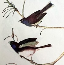 Slate Colored Junco 1950 Lithograph Art Print Audubon Bird 1st Edition D... - $29.99
