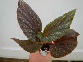 Ships Without Pot Angelwing Begonia &quot;Benigo Pink&quot; Well Rooted Starter Plant - £40.63 GBP