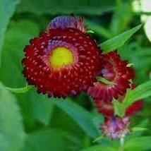 Fire Red Helichrysum Strawflower Annual Flower with golden eye - £6.62 GBP