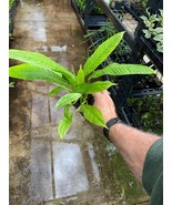 Live Plant - Philodendron - Campii &quot;Lynette&quot; - Live Plant - $29.00