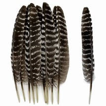 5Pcs Long Natural Spotted Feathers 11-13 Inch Wild Turkey Feather For Cowboy Hat - £14.21 GBP