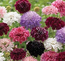 HS 100+ Scabiosa Formula Mix Seeds - $14.87