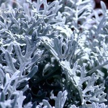 New Fresh Senecio Cineraria Silver Dusty Miller Ornamental Herb Plants 20 Seeds  - $4.72