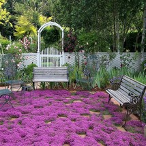 Creeping Thyme Magic Carpet Seeds Thymus Serpyllum 100 Seeds Fresh Seeds - $13.98