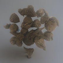 Jadwar khatai  whole herb  50g - $10.75