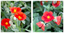 40 Seeds Scarlet Globemallow Sphaeralcea Coccinea Cowboy&#39;s Delight Red Flower - £21.64 GBP