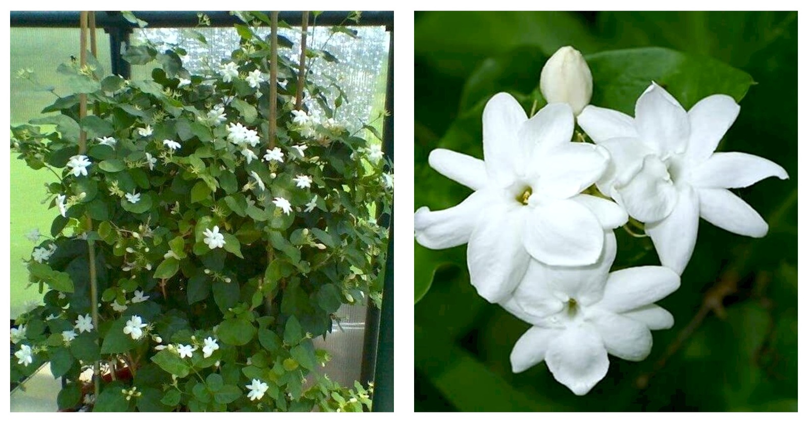 Primary image for Jasminum sambac MAID OF ORLEANS JASMINE Rooted STARTER Plant~Extremely Fragrant