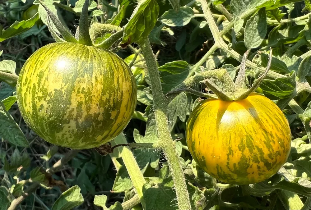 Green Zebra Tomato Seeds Organic - £2.86 GBP