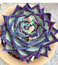 Echeveria agavoides &#39;Ebony&#39; rare hen and chicks exotic plant seed 50 SEEDS - £7.75 GBP