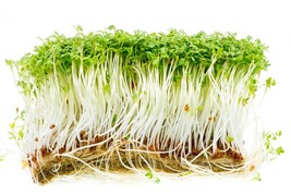 1000 Seeds Curled Garden Cress Non-GMO Microgreen Salad Fresh Seeds - $4.78