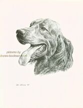 # 71 IRISH SETTER dog art print * Pen and ink drawing * Jan Jellins - $12.50