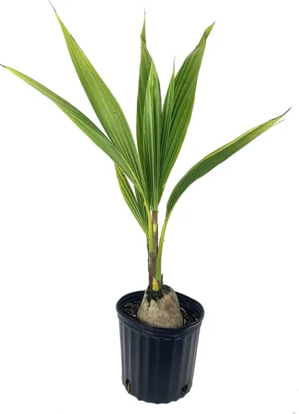 Sprouted Cocos Nucifera Green Coconut Plant Palm Tree One 24&quot; Tall Fresh Garden - £142.21 GBP