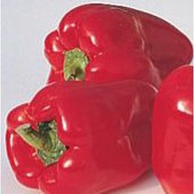 Ace Sweet Peppers Seeds Fresh Seeds USA - £10.31 GBP