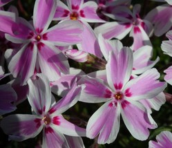 Creeping Candy Phlox Stripes Perennial Long Lived Outdoor Live Plant Quart Pot - £29.24 GBP