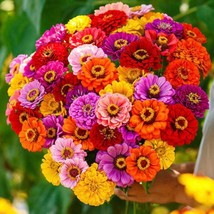 California Giants Zinnia Mix Seeds Fast Shipping - $14.89