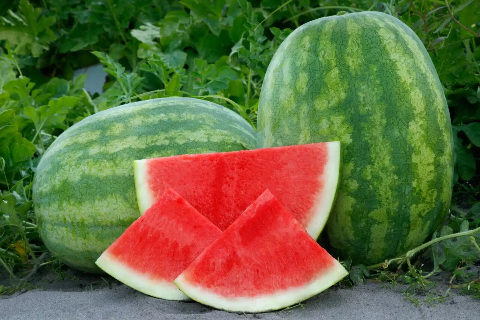 Best 50 of Secretariat (Seedless) Watermelon Seeds for Planting - $5.99