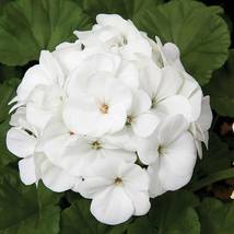 Geranium Maverick White Perennial Flower, 10 seeds - £9.53 GBP