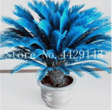 10 Seeds Blue Cycas Bonsai Sago Palm Tree Cycas Tree Bonsai The Budding Rate 97% - $24.42