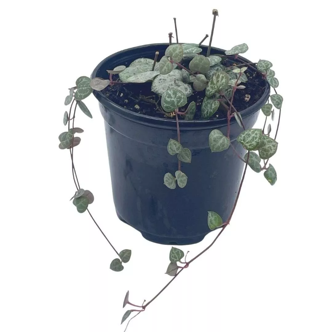 String of Hearts Ceropegia woodii a 4 in Pot - £37.05 GBP