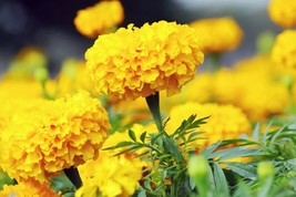 50 Seeds Oriental Marigold Flower STEP-BY-STEP Guide Included With Quality Seeds - $16.96