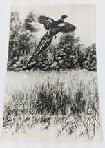 1946 South Dakota Flying Pheasant Rendering L L Cook Vintage Postcard Sd Unused - £5.58 GBP