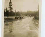 Cows Walking Down Muddy Road Towards a Bridge Black &amp; White Photo - £4.76 GBP