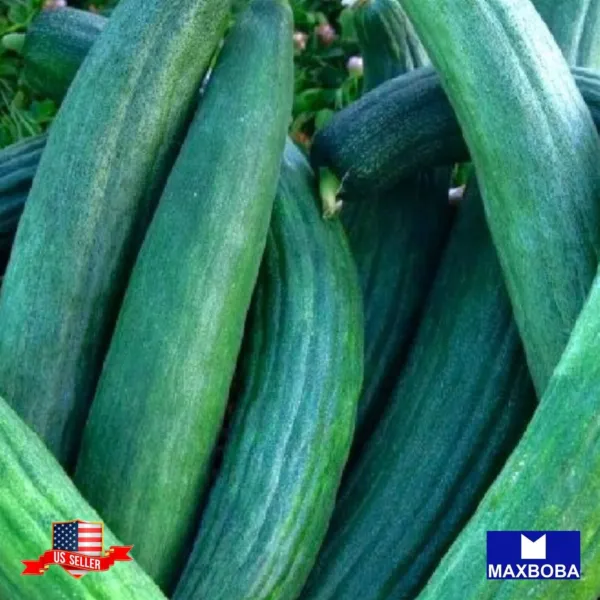 5+ Metki Dark Green Armenian Cucumber Seeds Non Gmo Heirloom Fresh Garden - £5.47 GBP