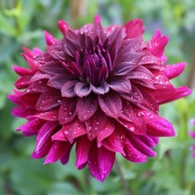 25 Rip City Dahlia Perennial Flowers Seeds Flowering Seeds Bloom Fresh G... - $8.08