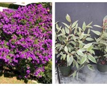 4&quot; Pot Tibouchina Variegated Purple Princess Glory Plant Lepidota grandi... - $84.93