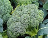 25 Seeds Broccoli Seeds Waltham 29 Heirloom Organic Non Gmo Fresh Fast S... - $8.99