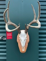 Whitetail Deer Skull On Plaque Mount Taxidermy Antler  Log Cabin Decor H... - £225.85 GBP