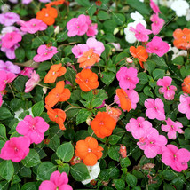 US Seller 100Pcs Impatiens Walleriana Hook Seeds Mixed Busy Lizzy Flowers Fast S - £10.38 GBP