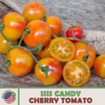 Isis Candy Cherry Tomato Seeds, Open Pollinated, Non-GMO, Genuine USA 10  Seeds - £9.01 GBP