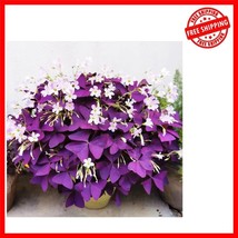 Easy-Grow 12+ GMO-Free Shamrock Flower Bulbs - Year-Round Blooms Inside ... - $334.79 MXN