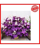 Easy-Grow 12+ GMO-Free Shamrock Flower Bulbs - Year-Round Blooms Inside ... - $24.78 CAD