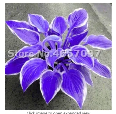 BStore Hosta Plants Plantain Flower Bonsai Lily White Lace Home Pot 200 ... - $9.75