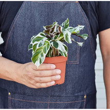 25 seeds Calathea White Fusion Plant From us - £7.91 GBP