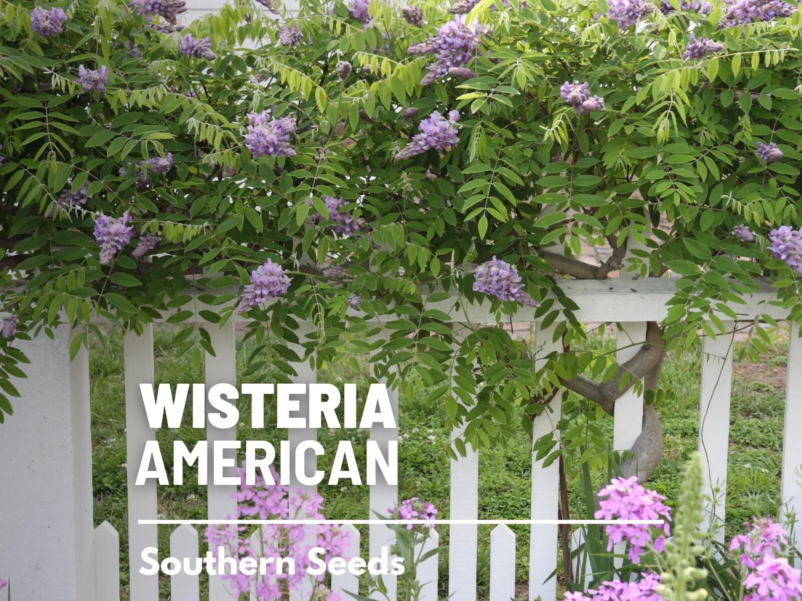 Wisteria, American - 5 Seeds - Heirloom Perennial Flowering Vine, Cluste... - $16.29
