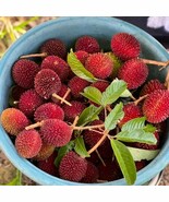 Grafted Big Pulasan Nephelium Mutabile Live Fruit Tree 2-3Ft Plant Garden - $1,679.00
