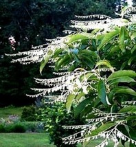 100 Lily Of The Valley Sourwood Seeds  - £4.62 GBP