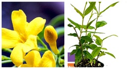Carolina Jasmine - Gelsemium sempervirens Plant - £31.14 GBP