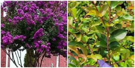 Catawba Purple Crape Myrtle Tree Starter Plant ( 7L ) ( 1 live plant ) - £31.96 GBP