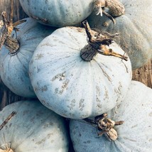 Sweet Meat Squash Seeds 15 Ct Winter Vegetable Garden  From US - $7.98