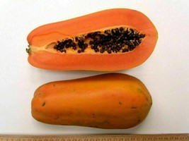 Nila papaya from Thailand - Carica papaya - 5+ seed (Gx 043) - £1.83 GBP