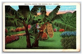 Banana Tree And Fruit in Florida FL UNP WB Postcard Z10 - £2.68 GBP